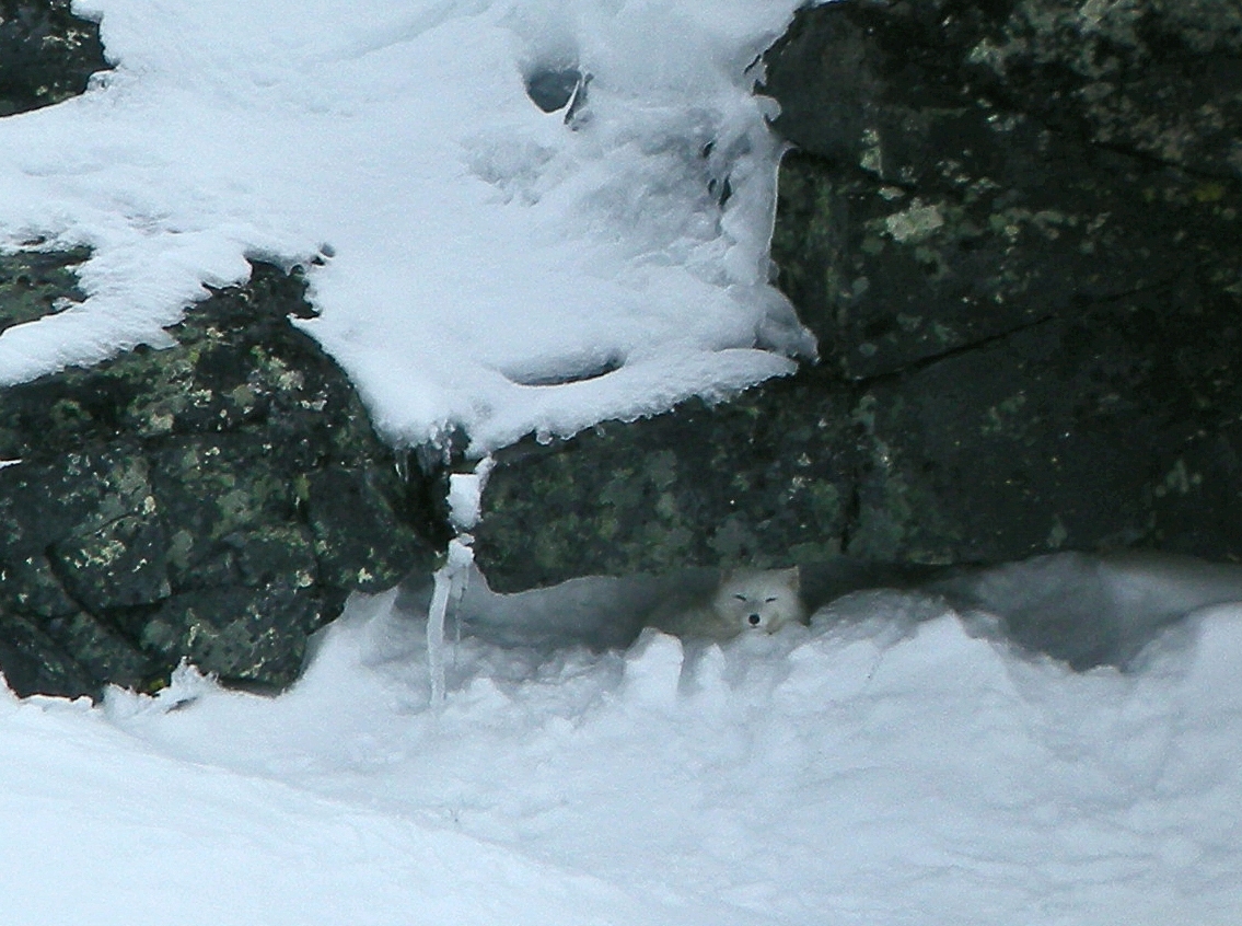 fjellrev_sylan_2012_redigert