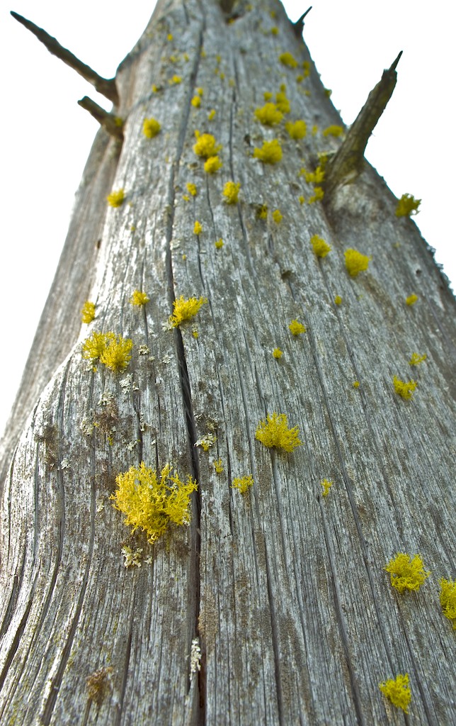 Var rädd om historiska minnesmärken! Lågor och torrträd får ej eldas.