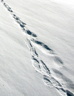 Järvens stora fötter gör att den lätt springer på skarsnön.