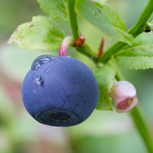 Blåbär - björnens favoritföda.