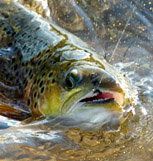 Den glupska öringen