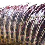 Harrens stora ryggfena