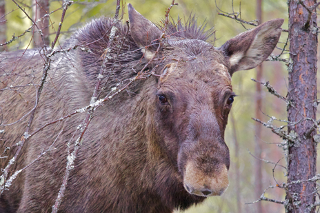 Älgtjur på besök under vårvintern.