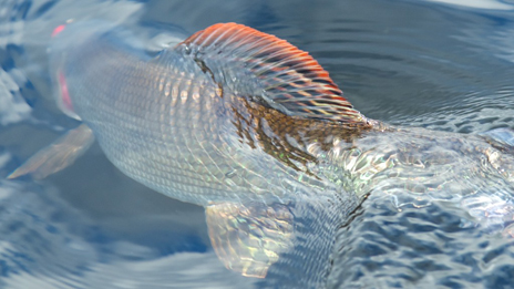 Harr - en skymt av livet under ytan. Foto: Naturcentrum AB.