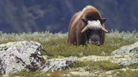 Håll avstånd om du ser en myskoxe - för deras och för din egen skull. Foto: Naturcentrum AB.
