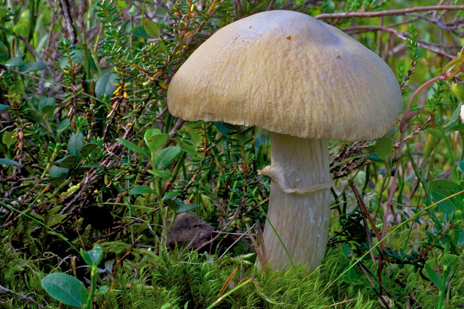 Rynkad tofsskivling - en av fjällvärldens delikatesser. Men var försiktig, den kan förväxlas. Foto: Naturcentrum AB.