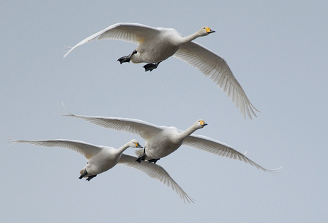 Sångsvanar - långväga gäster på väg. Foto: Naturcentrum AB.