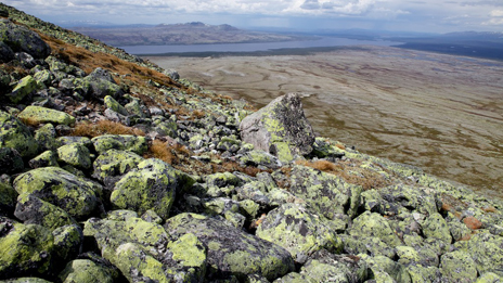 Kalfjällsterräng. Foto: Naturcentrum AB.