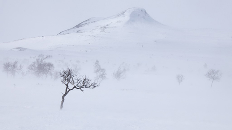 Här lever träden på gränsen. Foto: Naturcentrum AB.