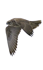 Jaktfalk. Foton: Naturcentrum AB.