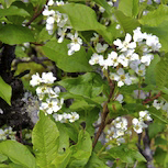 Blommande hägg vid Häggrøsta.