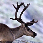 Tam ren i Femundsmarka.