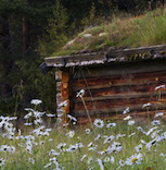 Blommande prästkrage kring husen.
