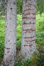 Spår efter tretåig hackspett. Foton: Marcus Elmerstad.