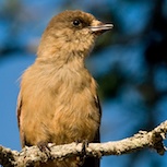 Lavskrikan vill gärna dela din matsäck. Foto: Marcus Elmerstad.