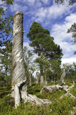 Torracka i gammelskog. Foto: Naturcentrum AB.