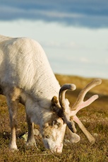 Renbetesland. Foto: Kentaroo Tryman.