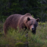 Björn. Foto: Marcus Elmerstad.