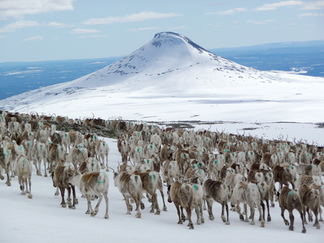 Idre samebys renar vid Städjan. Foto: Benny Jonsson.